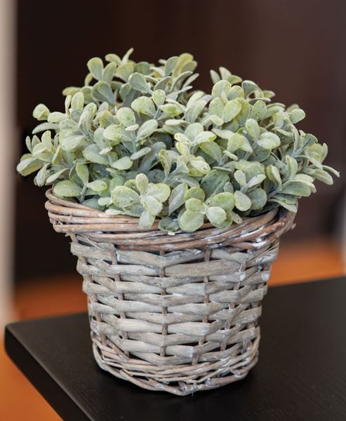 Picture of Gray Willow Basket