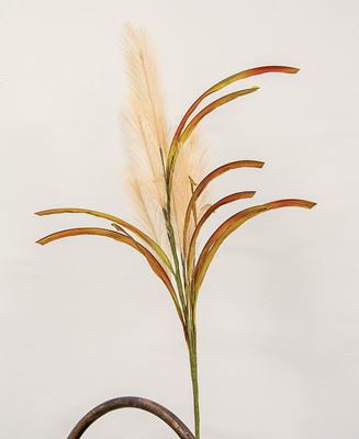 Picture of Natural Pampas Spray, 31"