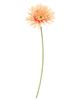 Picture of Blooming African Daisy Stem, Dark Pink
