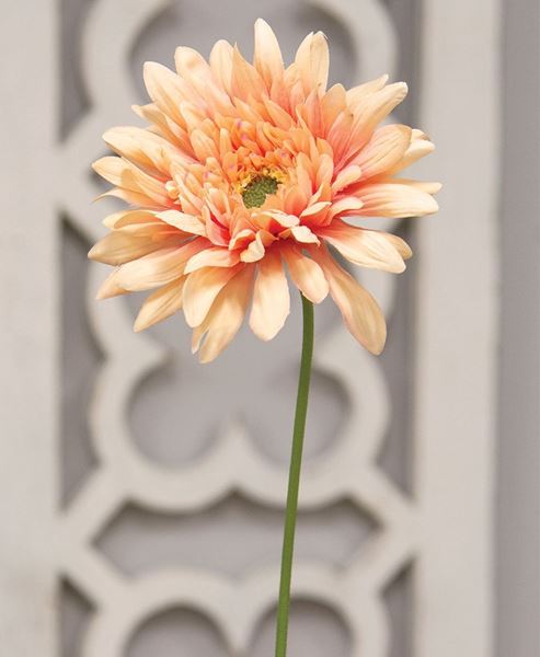 Picture of Blooming Daisy Stem, Dark Pink