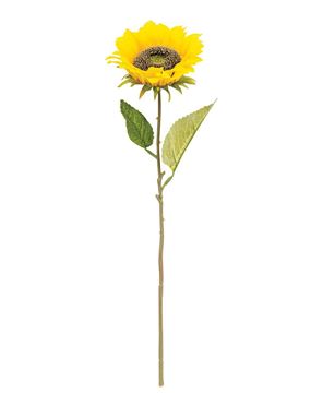 Picture of Blooming Sunflower Stem,  Yellow