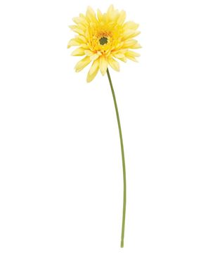 Picture of Blooming African Daisy Stem, Dark Yellow