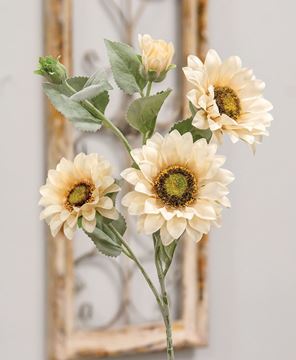 Picture of Sunflower Blooms Spray, Champagne
