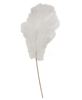 Picture of Weeping Pampas Grass Branch, White