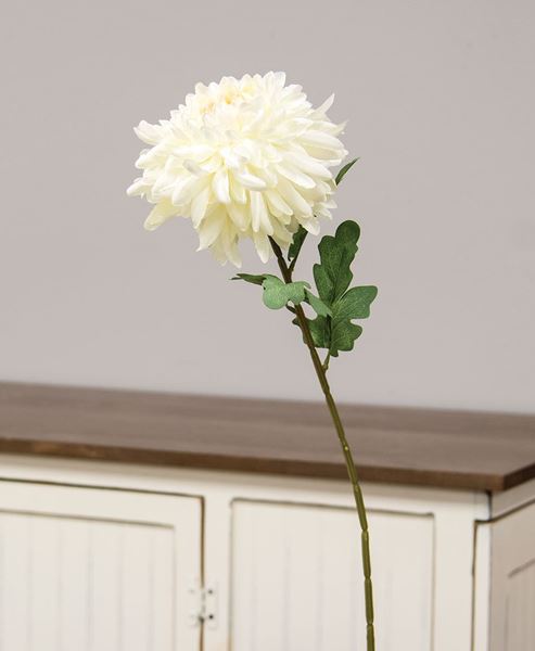 Chrysanthemum - Individual floral stem