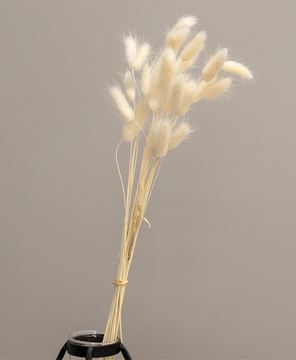 Picture of Wispy Dried Rabbit Tail Grass Bundle, Cream