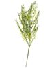 Picture of Hanging Dill Leaves