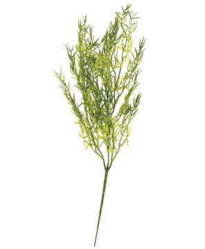 Picture of Hanging Dill Leaves