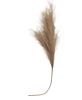 Picture of Pampas Grass Spray, 45", Taupe