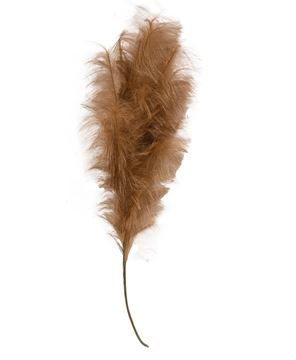 Picture of Weeping Pampas Grass Branch, Brown