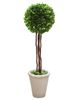 Picture of Boxwood Topiary, 20"