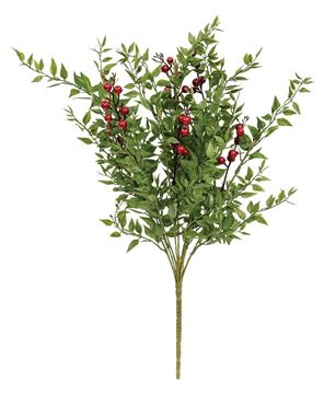 Picture of Lady Ruscus & Berries Bush, 12"