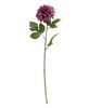 Picture of Plum Dahlia Stem, 24"