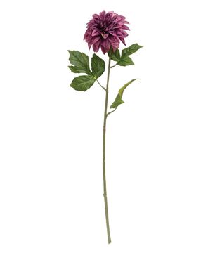 Picture of Plum Dahlia Stem, 24"