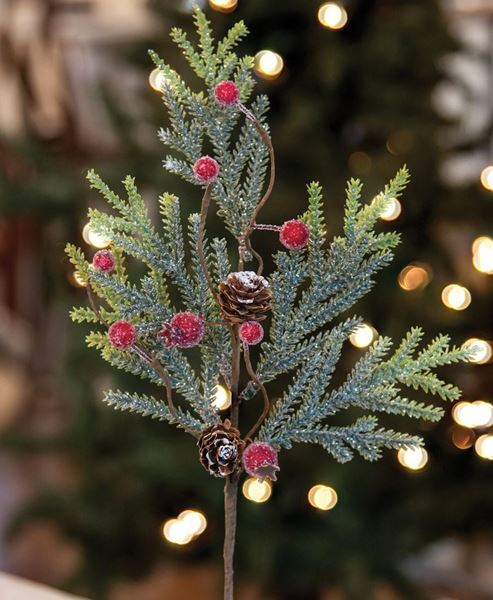 Picture of Mountain Pine w/ Berries Pick