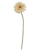 Picture of Gerbera Daisy Stem, Cream Pink