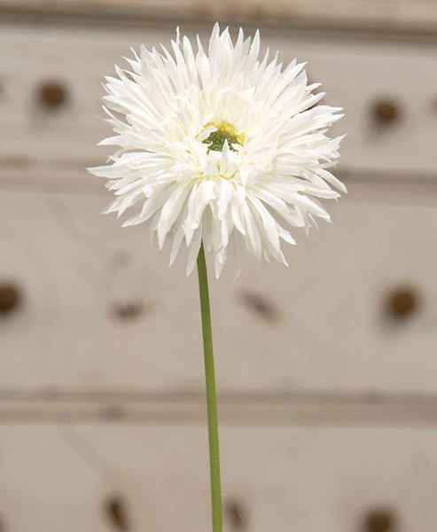 Picture of Gerbera Daisy Stem, White