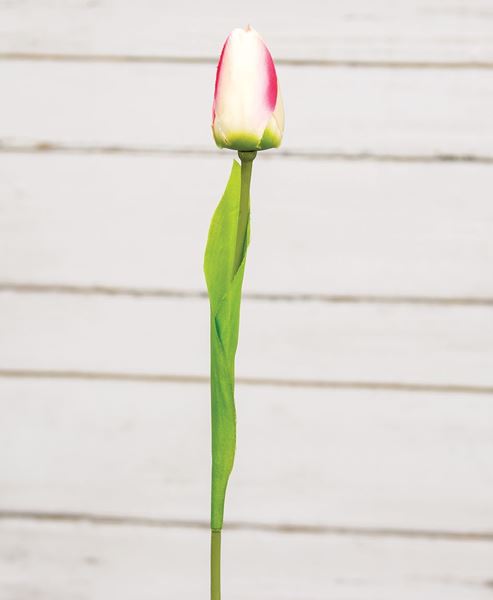 Picture of Champagne Tulip Stem, 15.5"