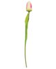 Picture of Champagne Tulip Stem, 15.5"