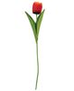 Picture of Sunset Tulip Stem, 17.5"