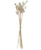 Picture of Wispy Dried Rabbit Tail Grass Bundle, Cream