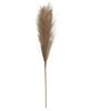 Picture of Pampas Grass Pick, 28", Taupe