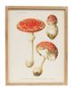 Picture of Vintage Amanita Muscaria Mushroom Framed Print