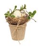 Picture of Nestled Egg in Pot