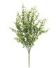 Picture of Cream Tipped Baby's Grass Bush, 21"