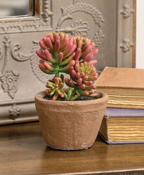 Picture of Potted Coral Jade Succulent