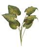 Picture of Perilla Leaf Speckled Bush, 24"