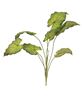 Picture of Perilla Leaf Bush, 24"